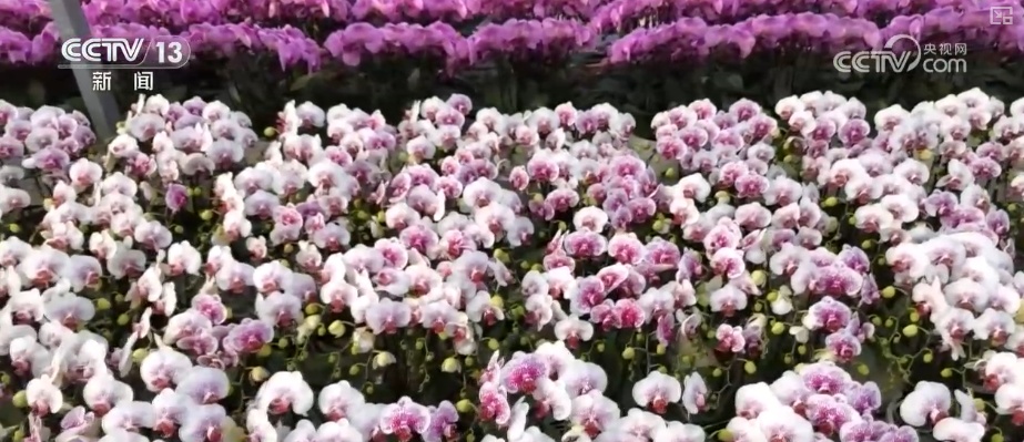 生鲜果蔬、年宵花卉、特色美食齐上阵 节前消费新图景活力涌动 生鲜果蔬、年宵花卉、特色美食齐上阵 节前消费新图景活力涌动