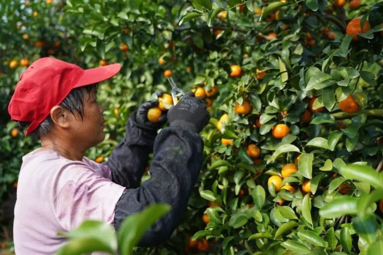 沙糖桔大量上市，不少人“按箱猛炫”！这些人群需要谨慎食用