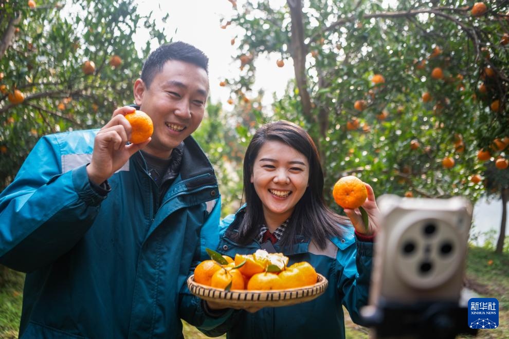 重庆黔江：柑橘迎丰收
