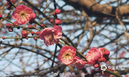 河南郑州梅花绽放
