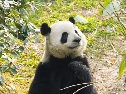 冬天来熊猫基地就这样拍熊猫