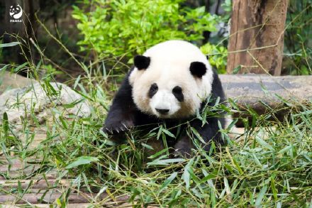 冬天来熊猫基地就这样拍熊猫