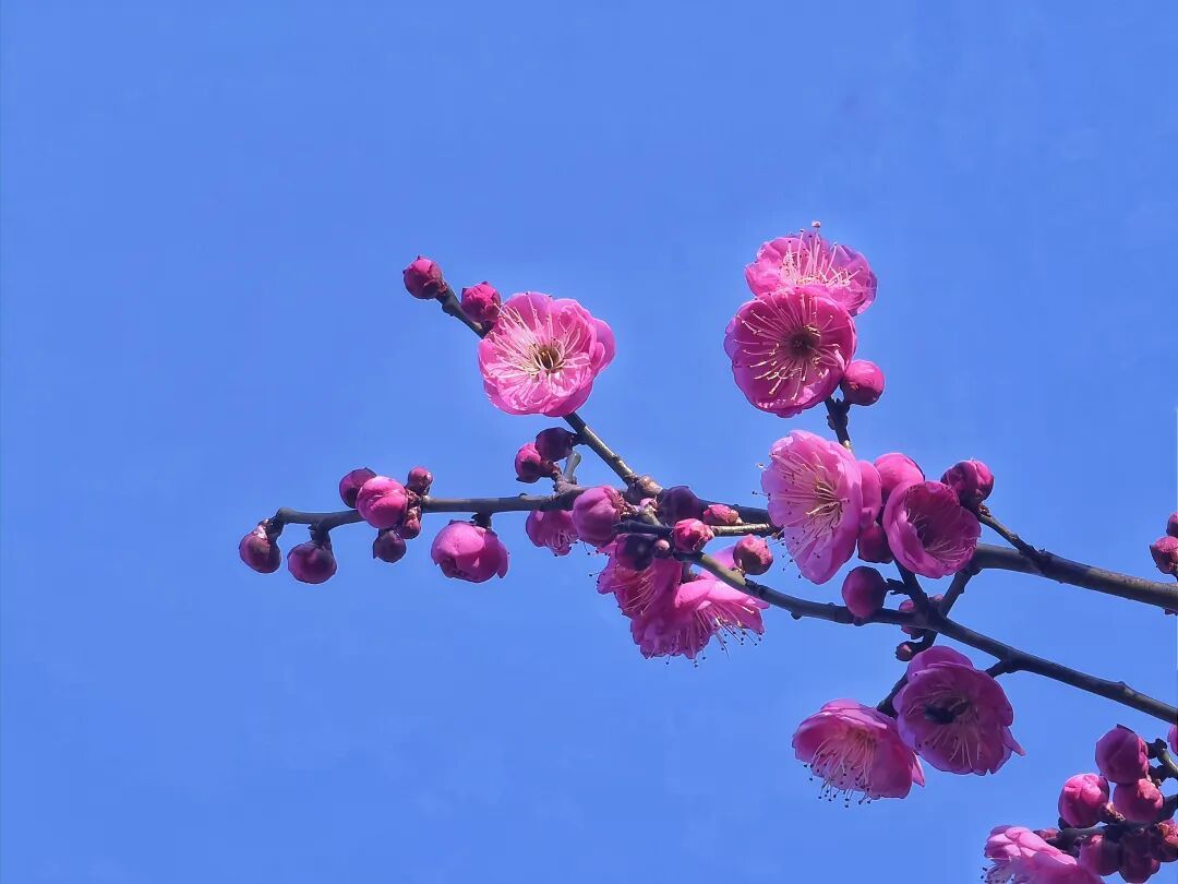 “三九”不冷？不是错觉！入冬以来全国平均气温为同期第二高！