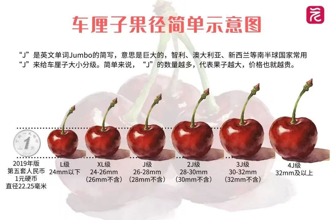 车厘子正大量上市，价格暴跌超30%！业内人士：2月将大涨