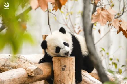 冬天来熊猫基地就这样拍熊猫