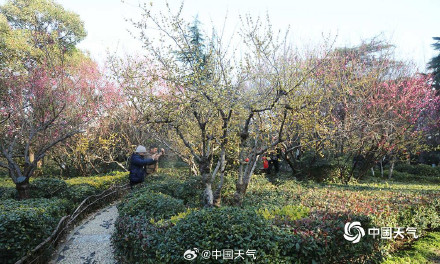 河南郑州梅花绽放