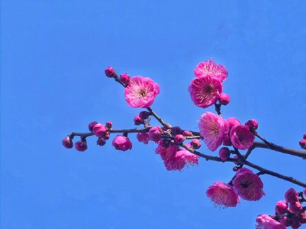 三九不冷不是错觉！入冬以来全国平均气温为同期第二高！