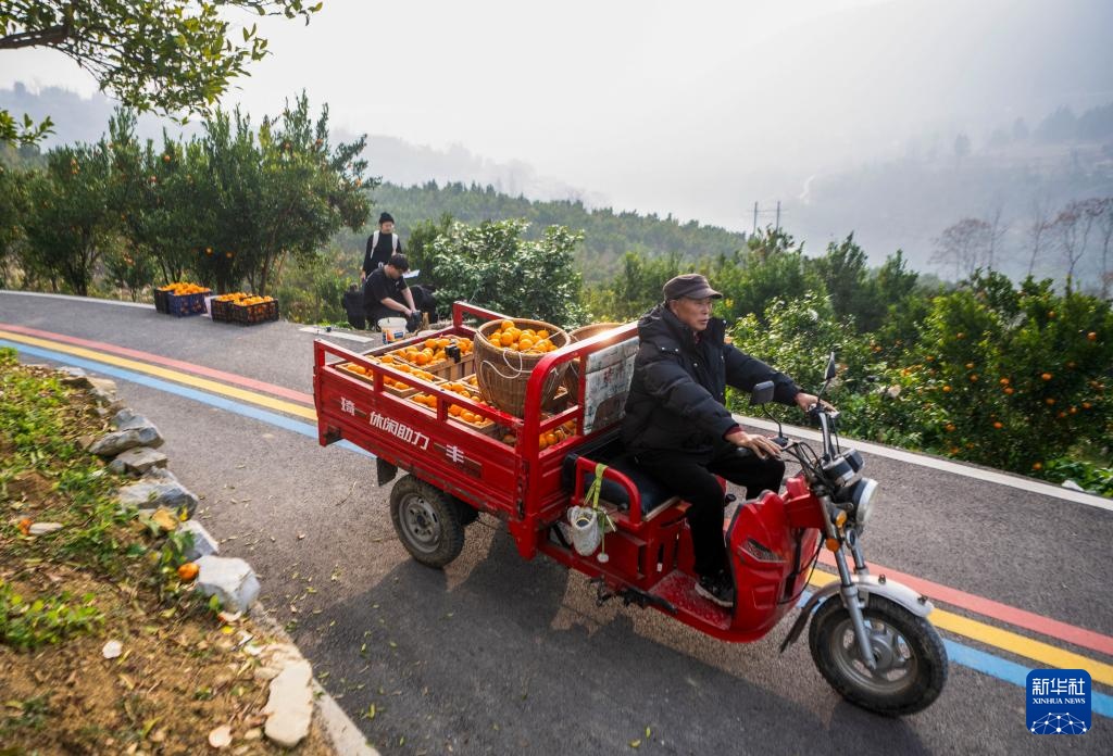 重庆黔江：柑橘迎丰收