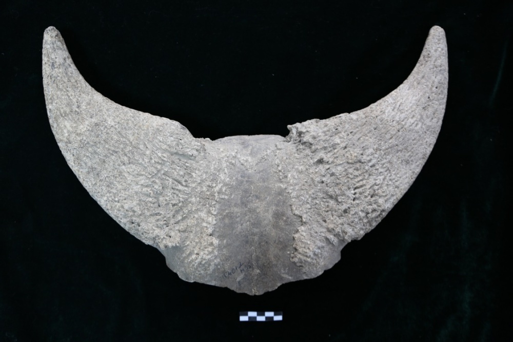 国内唯一唐代鎏金铜甲被复原！6项重大成果发布→