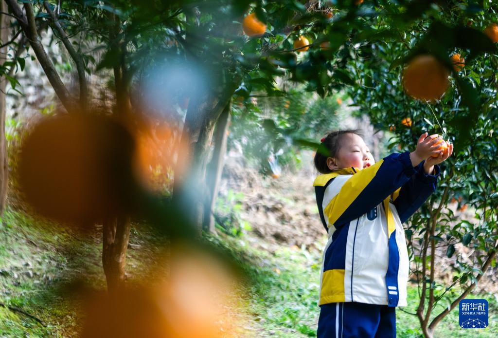 重庆黔江：柑橘迎丰收