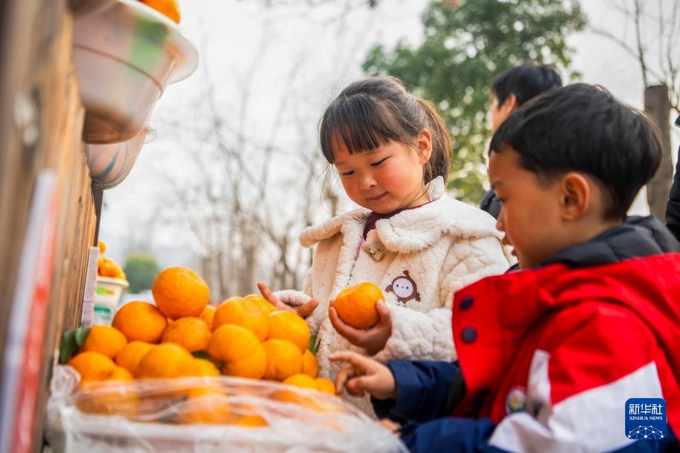 重庆黔江：柑橘迎丰收
