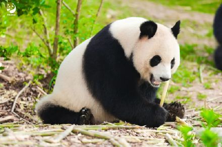 冬天来熊猫基地就这样拍熊猫