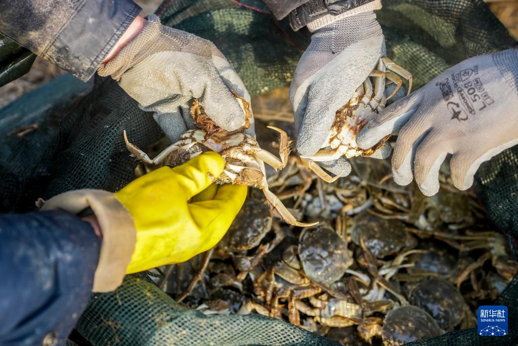 山东东平：冬季捕蟹忙