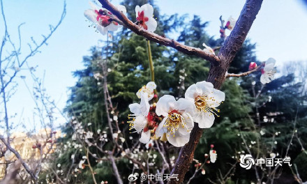 河南郑州梅花绽放