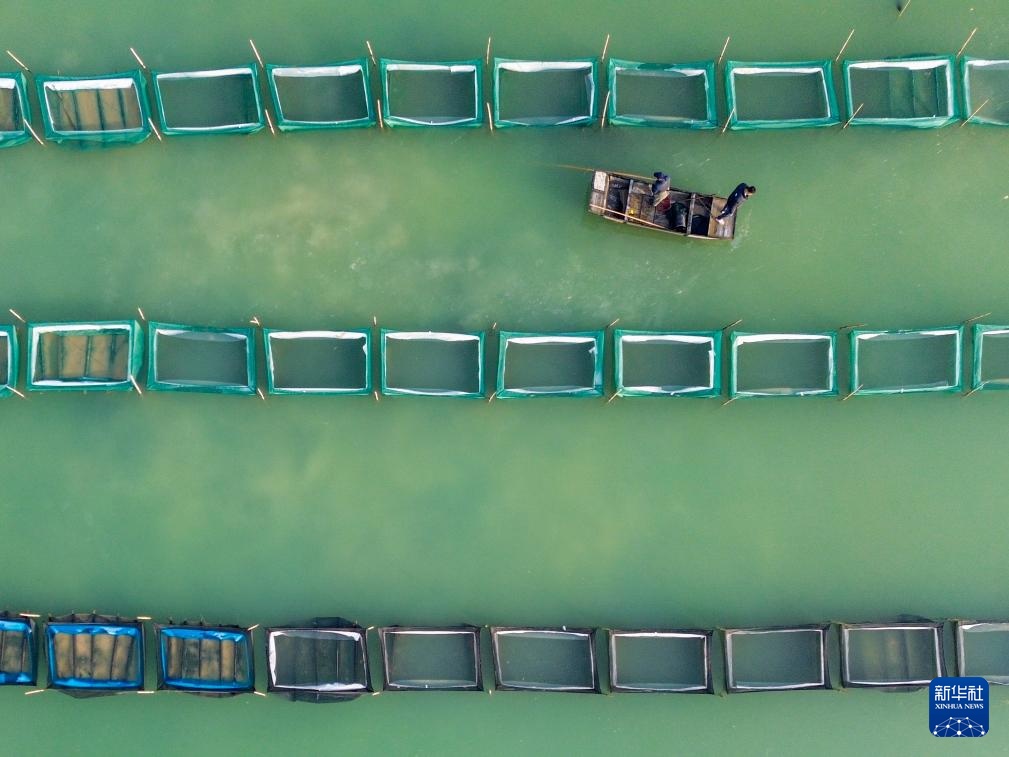 山东东平：冬季捕蟹忙