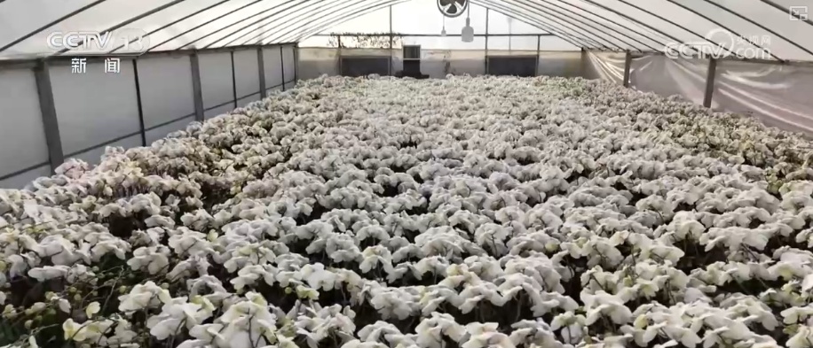 生鲜果蔬、年宵花卉、特色美食齐上阵 节前消费新图景活力涌动 生鲜果蔬、年宵花卉、特色美食齐上阵 节前消费新图景活力涌动