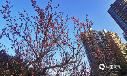 河南郑州梅花绽放