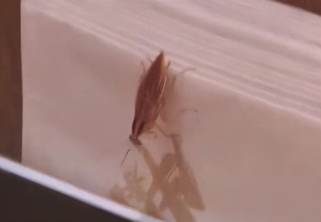 上海网红日料店惊现蟑螂！曾有门店因食品问题被约谈