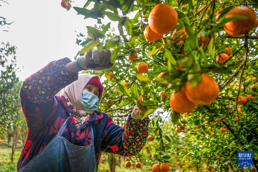 重庆黔江：柑橘迎丰收