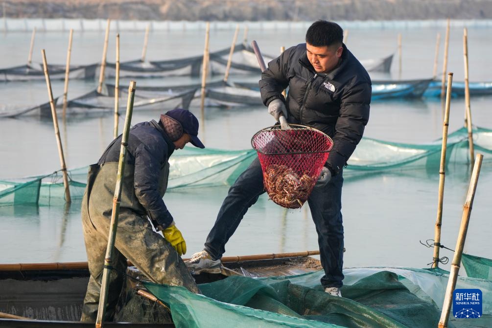 山东东平：冬季捕蟹忙
