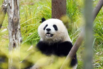 冬天来熊猫基地就这样拍熊猫