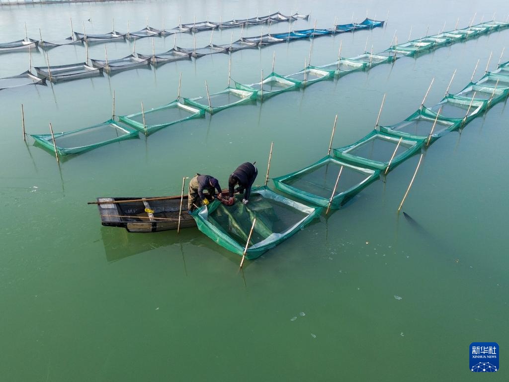 山东东平：冬季捕蟹忙