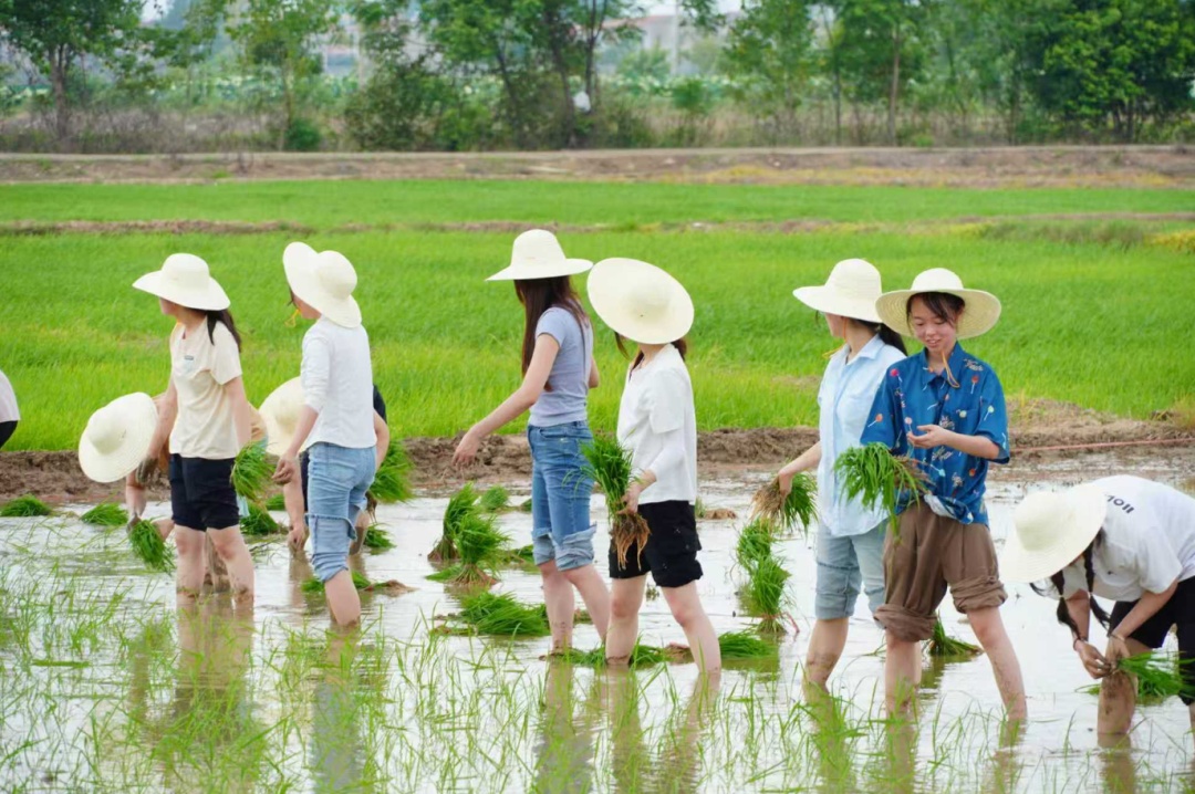 70多斤米饭半小时被领取一空！什么米饭这么香？