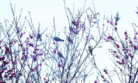 河南郑州梅花绽放