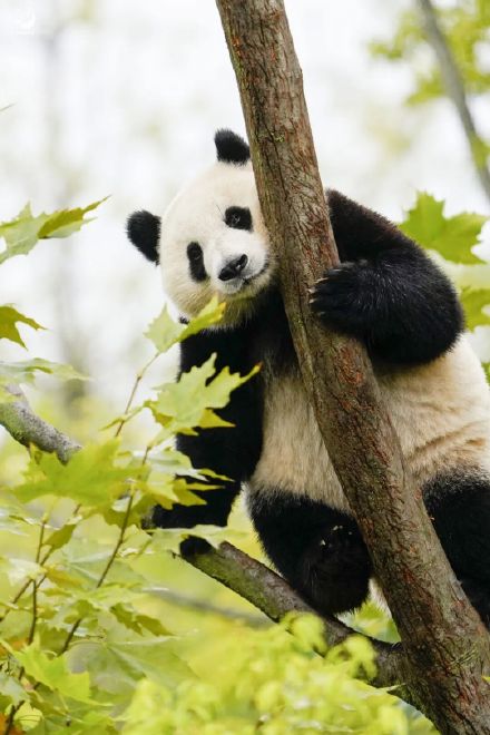 冬天来熊猫基地就这样拍熊猫