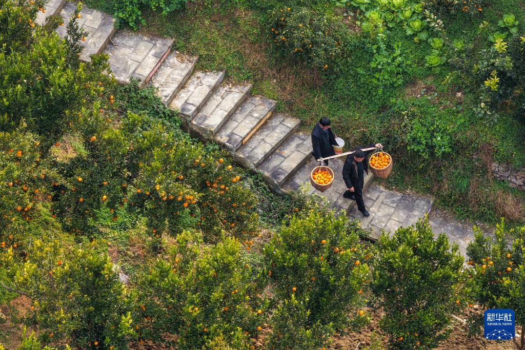 重庆黔江：柑橘迎丰收