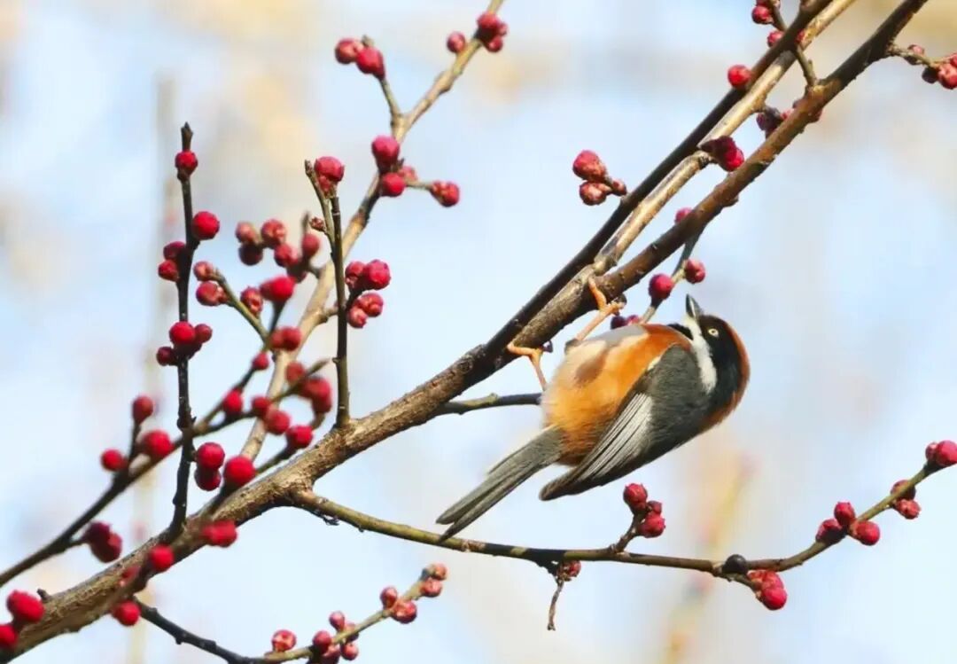 今年“三九”不冷，以后还会冷吗？