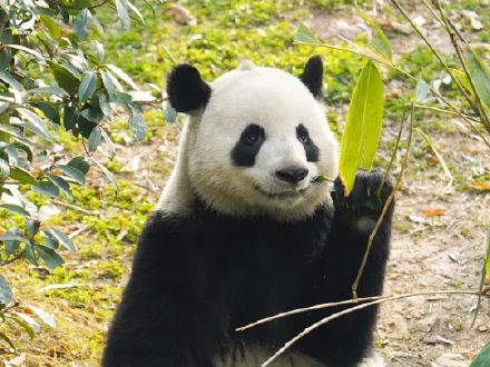 冬天来熊猫基地就这样拍熊猫