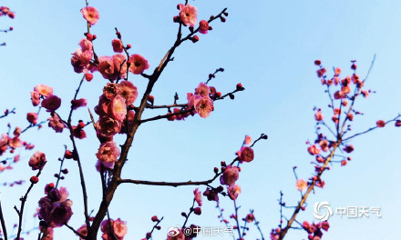 河南郑州梅花绽放