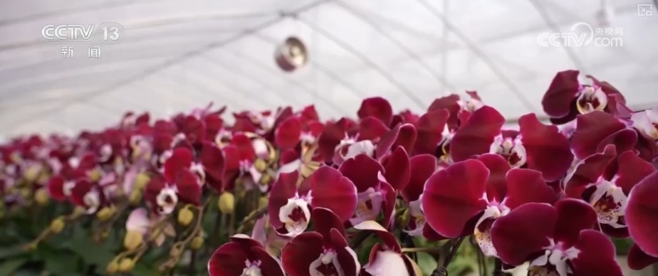 生鲜果蔬、年宵花卉、特色美食齐上阵 节前消费新图景活力涌动 生鲜果蔬、年宵花卉、特色美食齐上阵 节前消费新图景活力涌动