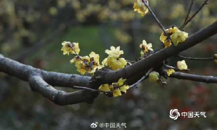 河南郑州梅花绽放