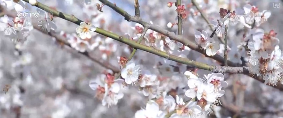 “土味消费”圈粉！特色乡村文旅点燃经济热引擎 为振兴开局注入蓬勃新动能
