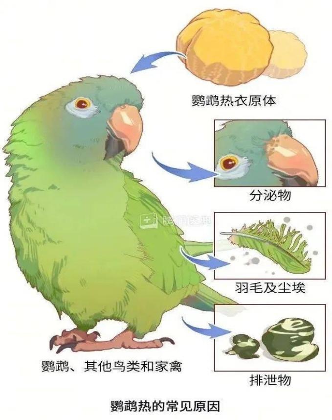 突然发烧40℃！杭州男子两天呼吸衰竭，紧急提醒：很多人以为是感冒...