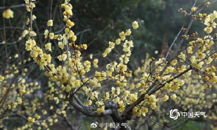 河南郑州梅花绽放