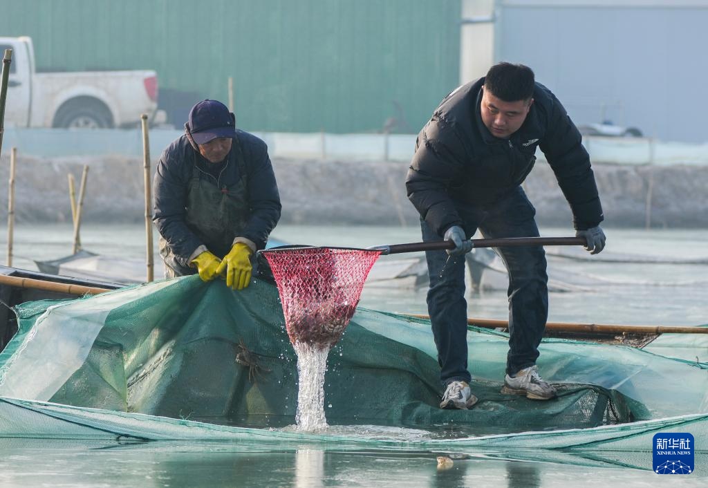 山东东平：冬季捕蟹忙