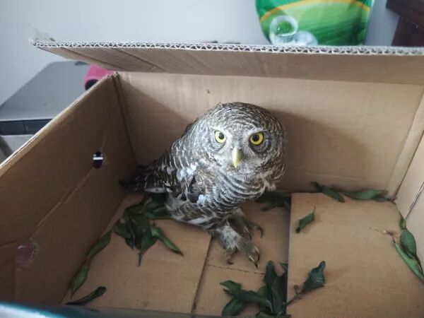 眼睛大、脑袋圆、长得萌！武汉一男子家，闯入国家二级保护动物