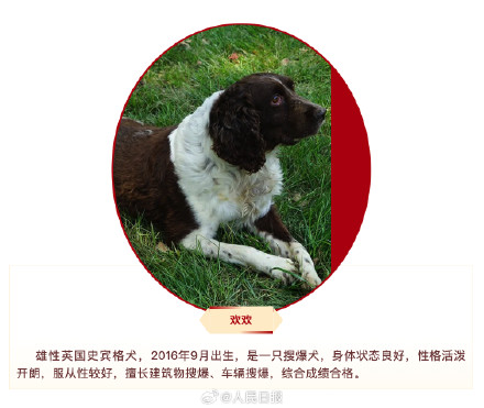 快来看看！4只退役军犬你要领养吗