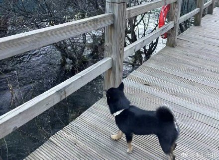 九寨沟景区回应是否可以带宠物进入