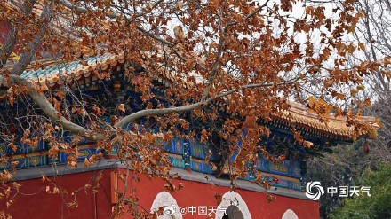 北京黄叶与红墙碰撞出别样冬景