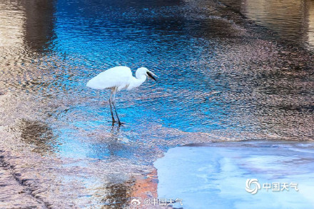 陕西延安河面尚未封冻 白鹭悠闲觅食