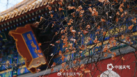 北京黄叶与红墙碰撞出别样冬景