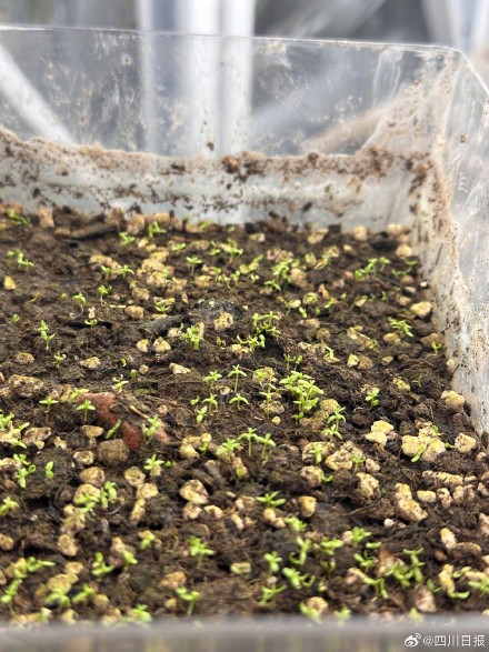 四川好消息：植物大熊猫59株活下来40株