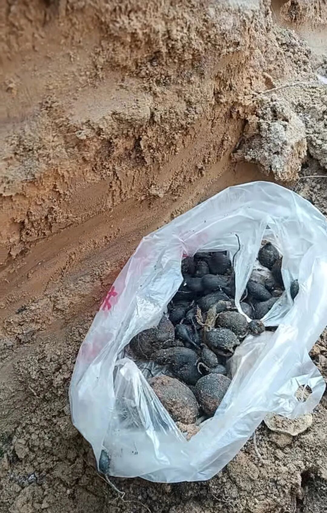 “一斤4000元”？达州网友修路挖到乌灵参：卖不掉就自己吃