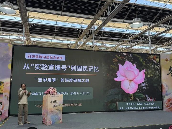 用二舅“宝华”命名的月季，有了新消息！