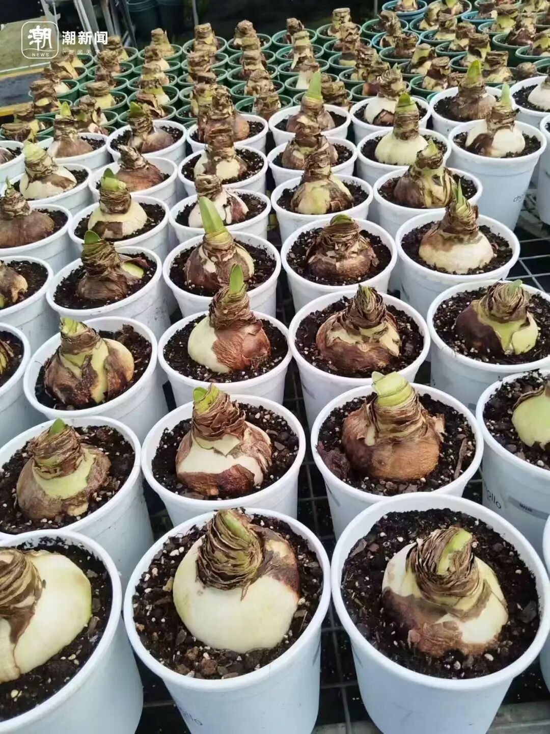 朱顶红种球价格大跳水！近300元跌至35元