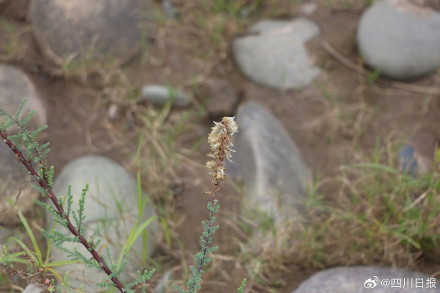 四川好消息：植物大熊猫59株活下来40株
